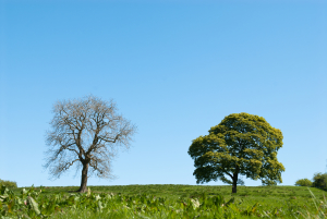 A pair of trees on a pristine meadow, one dead the other alive. Concept shot for resiliance, endurance, strength, survival