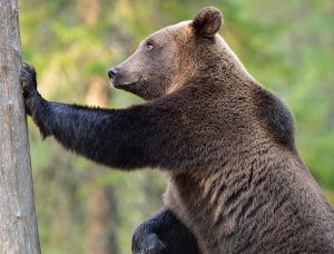 Brown bear standing against a tree