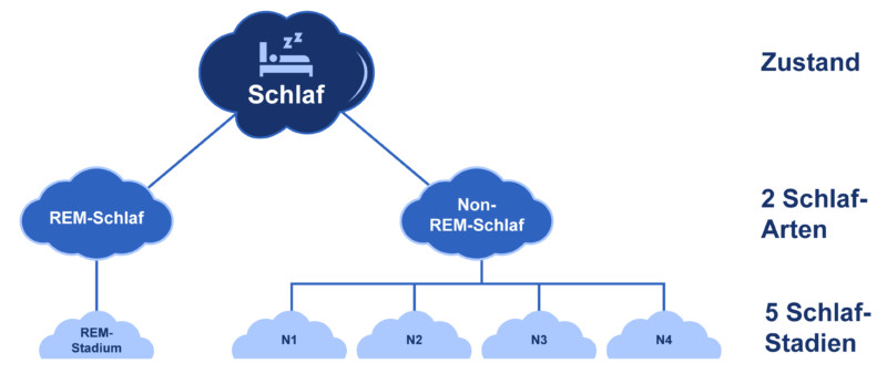 rem-phase und schlafstadien