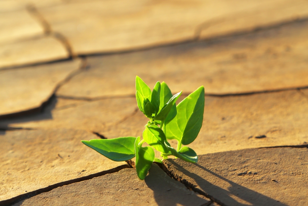 Plant growing through dry cracked soil resilienz