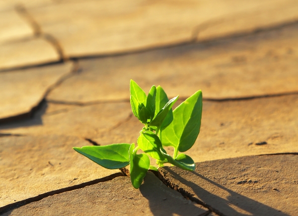 stress und resilienz